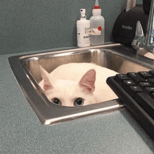 Broken Cats sticker 8