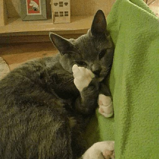 Broken Cats sticker 71