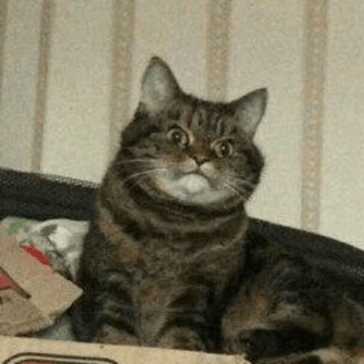 Broken Cats sticker 72