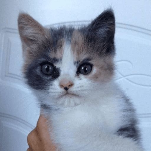 Broken Cats sticker 73