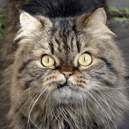 Broken Cats sticker 74