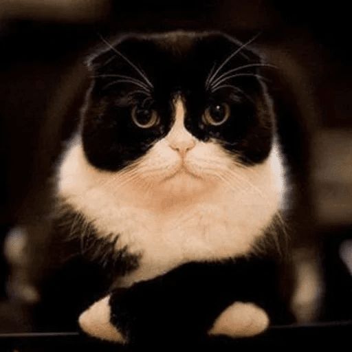 Broken Cats sticker 75