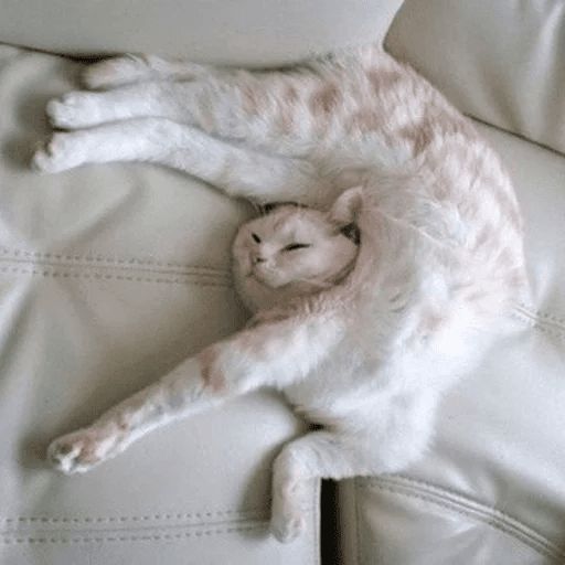 Broken Cats sticker 76