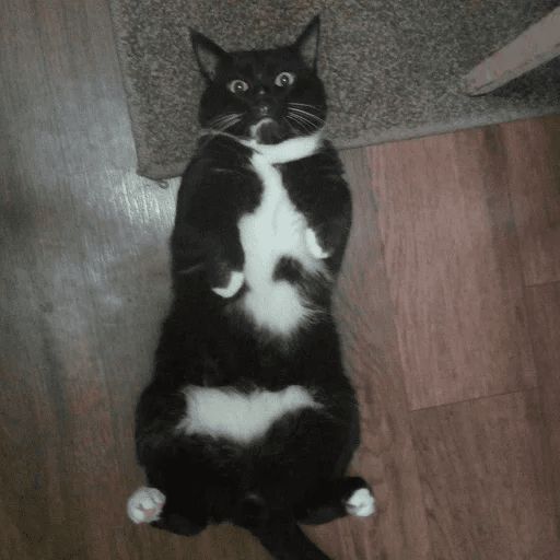 Broken Cats sticker 77