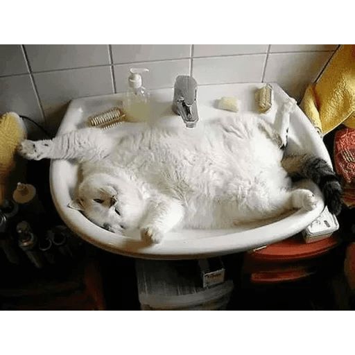 Broken Cats sticker 80