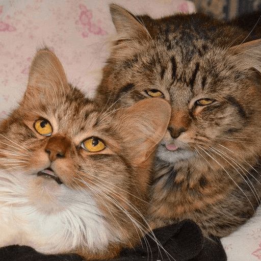 Broken Cats sticker 82