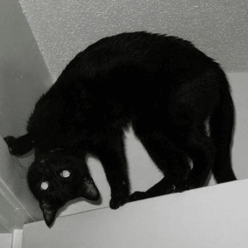 Broken Cats sticker 83