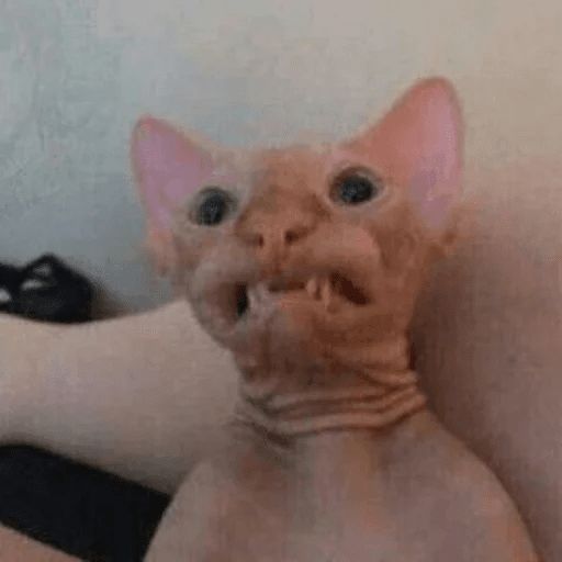 Broken Cats sticker 87