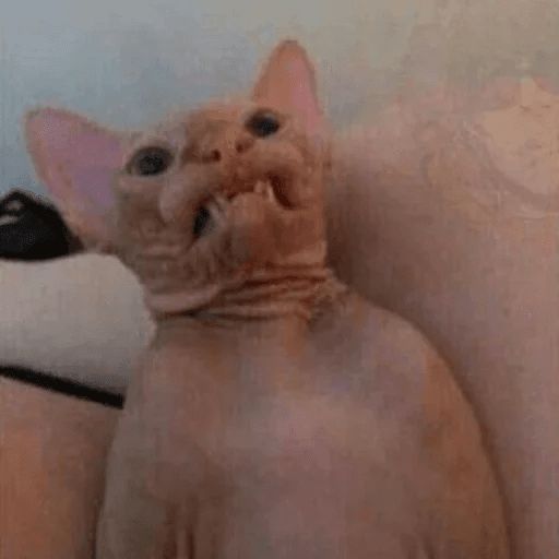 Broken Cats sticker 88