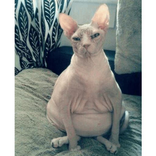 Broken Cats sticker 89