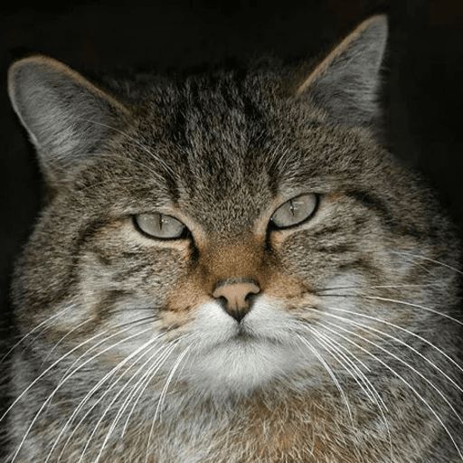 Broken Cats sticker 90