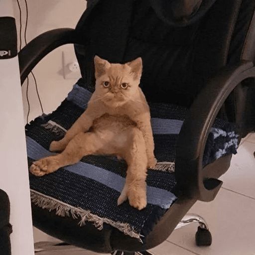 Broken Cats sticker 91