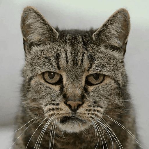 Broken Cats sticker 92