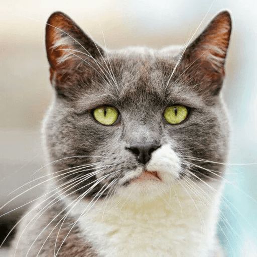 Broken Cats sticker 93