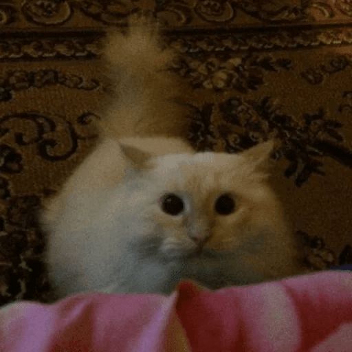 Broken Cats sticker 95