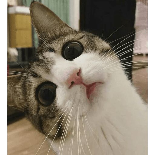 Broken Cats sticker 96