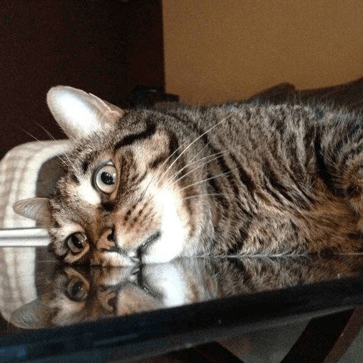 Broken Cats sticker 97