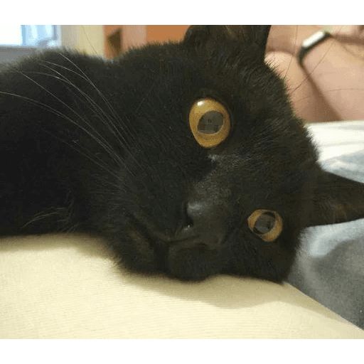 Broken Cats sticker 99