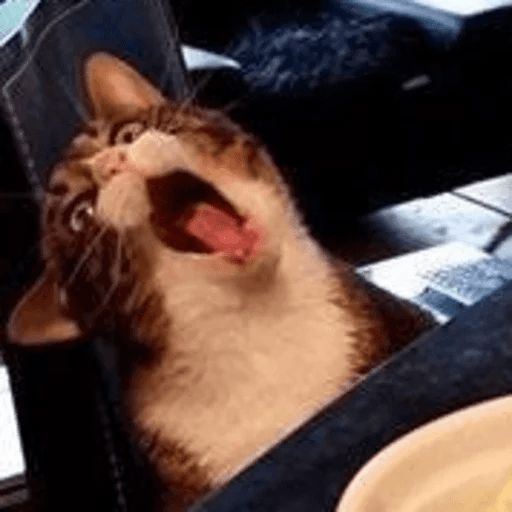 Broken Cats sticker 100