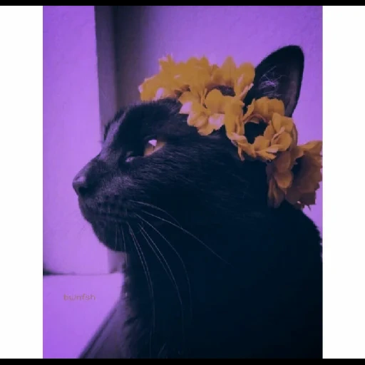 @bwnfsh 2 sticker 19