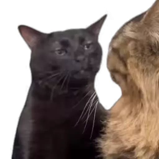 Cats Memes Telegram sticker pack