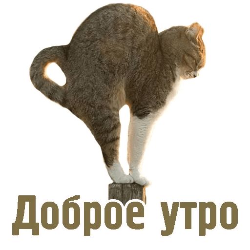 TCA Telegram sticker pack