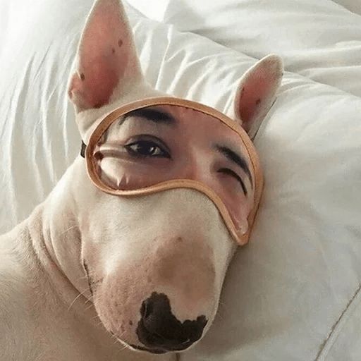 Собака - друг человека Telegram sticker pack