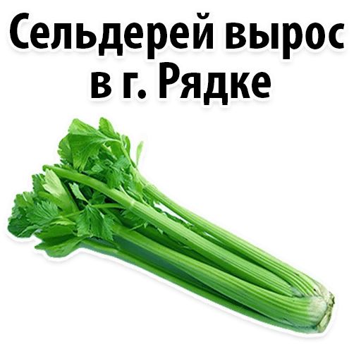 Корень сельдерея потенция. Сельдерей сельдерей песня из тик тока. Сельдерей сельдерей песня из тик тока. Сельдерей стебельковый. Сельдерей черешковый самоотбеливающиеся сорта.