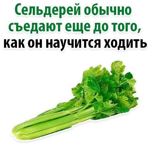 Сельдерей прикол. Сельдерей прикол. Человек сельдерей. Есть ли в сельдерее клетчатка. Сельдерей прикол.