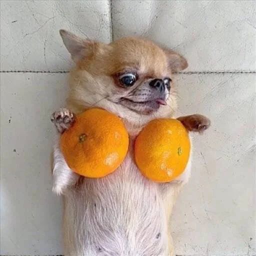 Хуанихуа Telegram sticker pack