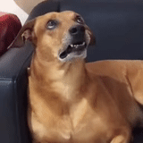 @Insatisfect Animals Telegram sticker pack