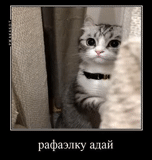 @kekock ti zaebal so svoim kotom 2 Telegram sticker pack