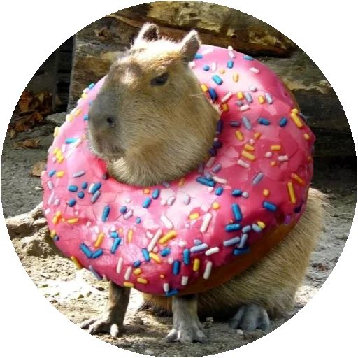 Kopibara Telegram sticker pack