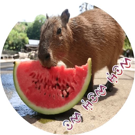 Копибара игра отзывы. Карликовая капибара. Копибара игра отзывы. Австралийская капибара. Копибара игра отзывы.