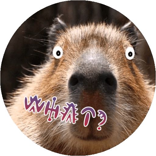 Капибара отряд. Южноамериканская капибара. Копибара игра отзывы. Карликовая капибара. Карликовая капибара.