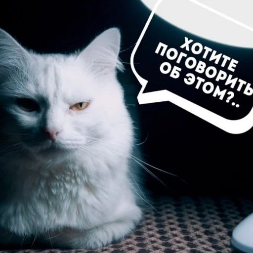 Коты-психологи Telegram sticker pack