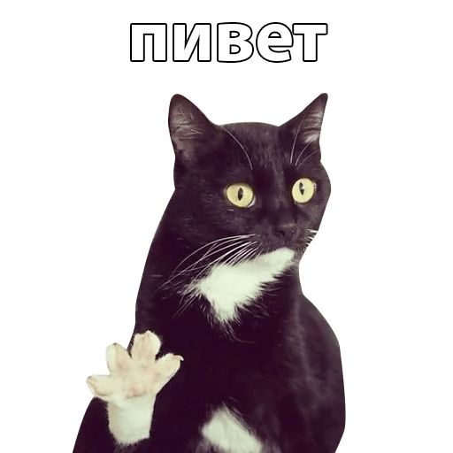 Котичи Telegram sticker pack