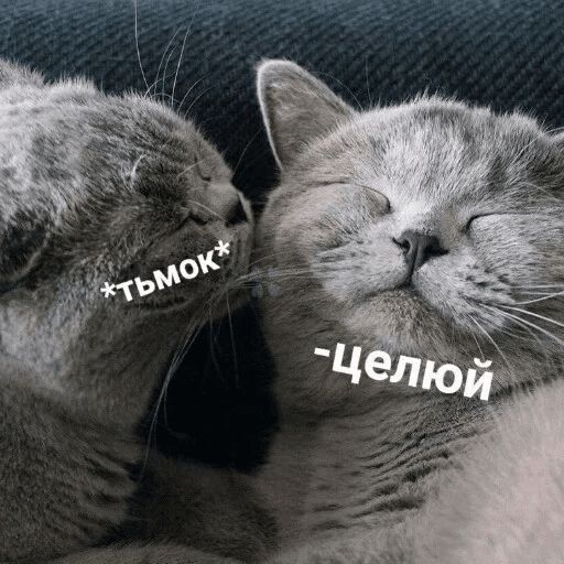 Котик Цмок Telegram sticker pack