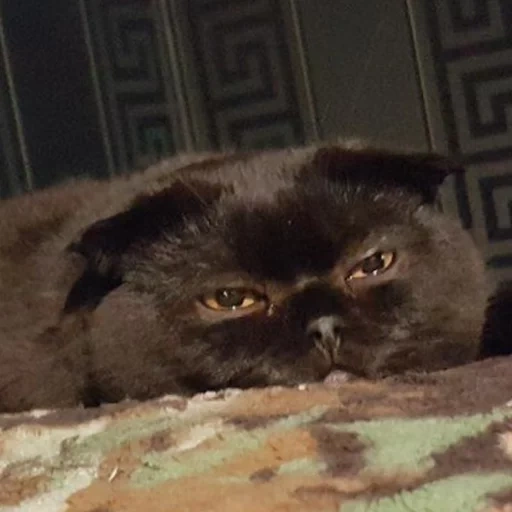 Pussy Telegram sticker pack