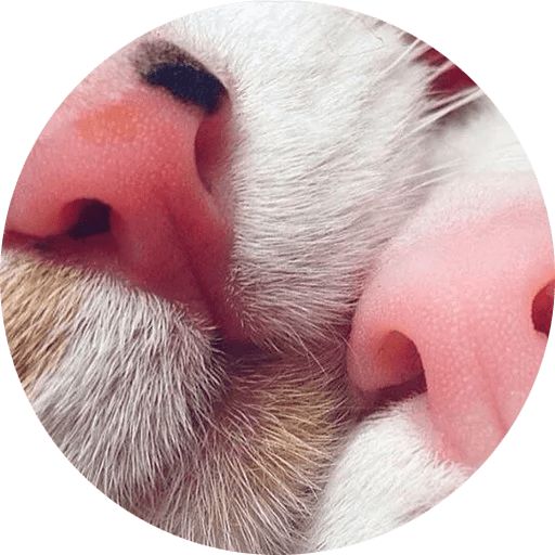 Котиковы Telegram sticker pack