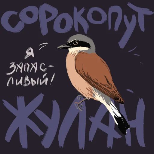 Птицы-озорницы Diana Muñoz sticker 16