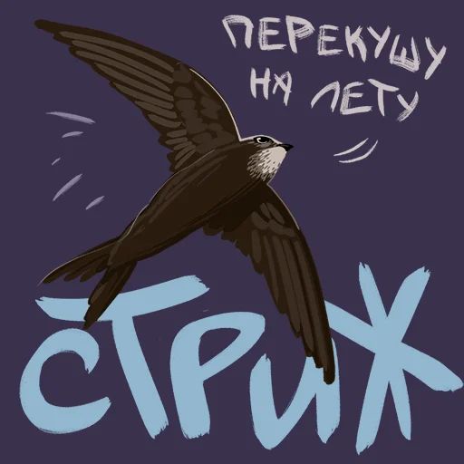 Птицы-озорницы Diana Muñoz sticker 25