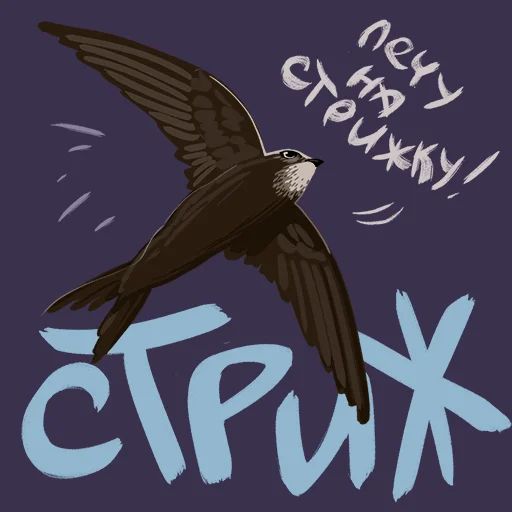 Птицы-озорницы Diana Muñoz sticker 27