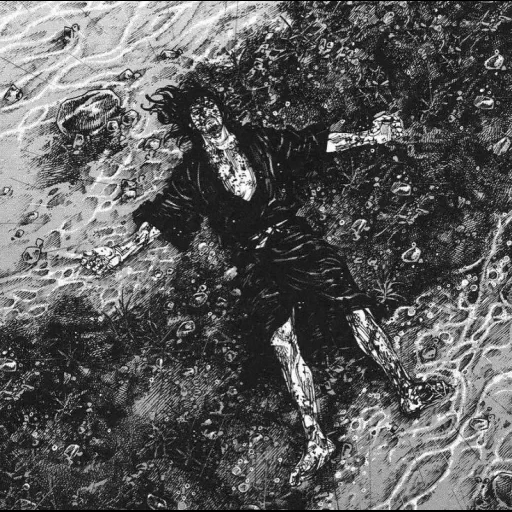 𝑴𝒊𝒚𝒂𝒎𝒐𝒕𝒐 𝑴𝒖𝒔𝒂𝒔𝒉𝒊 sticker 19