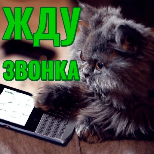 Моя любимая Кошка Telegram sticker pack
