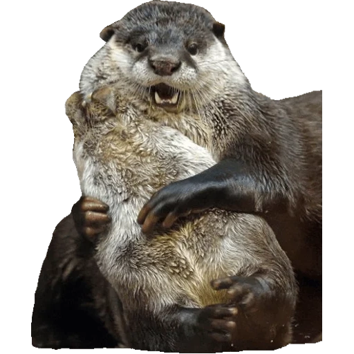 Otters Gotta Ott 2 Telegram sticker pack