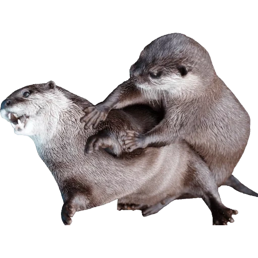 Otters Gotta Ott 2 sticker 2