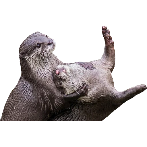 Otters Gotta Ott 2 sticker 11