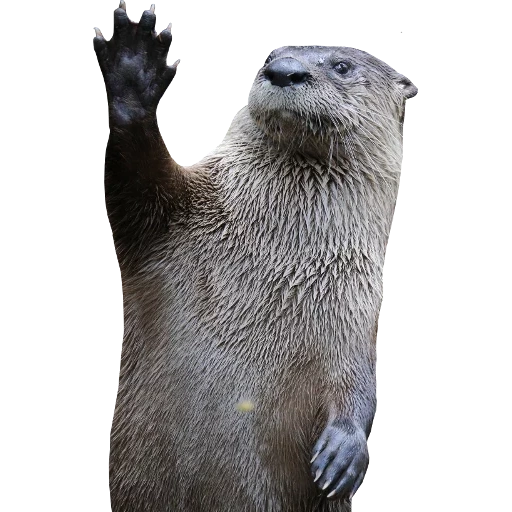 Otters Gotta Ott 2 sticker 102