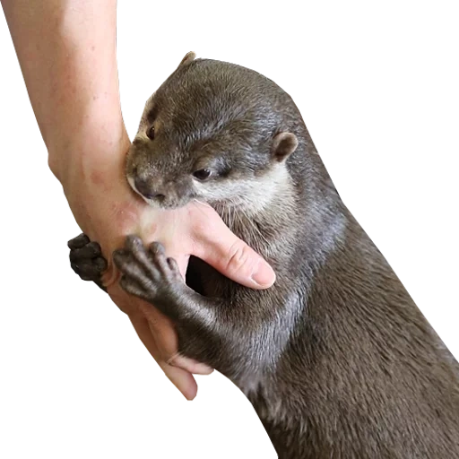 Otters Gotta Ott 2 sticker 104